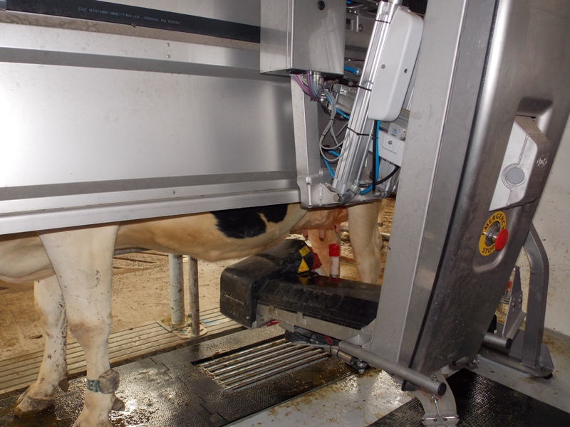 Robotic milking